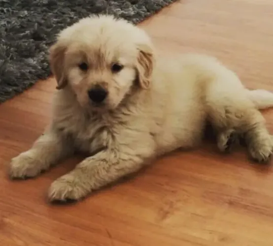 Filhotes de Golden Retriever | Filhote lindo para deixar sua vida mais feliz.