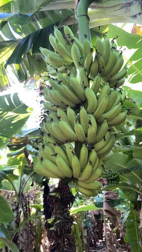 Quero arrendar fazenda para plantação de banana e outras frutas