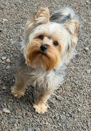 Cachorro
