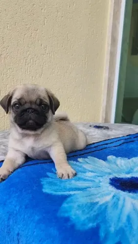 Filhotes de pug a sua espera gomos de felicidade