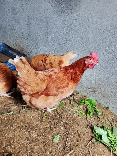 Galinha poedrira