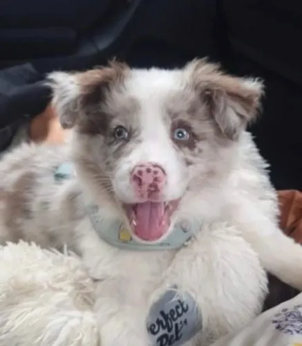 Filhotes de Border Collie | Carisma puro!