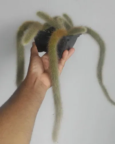 Cacto Rabo de Macaco