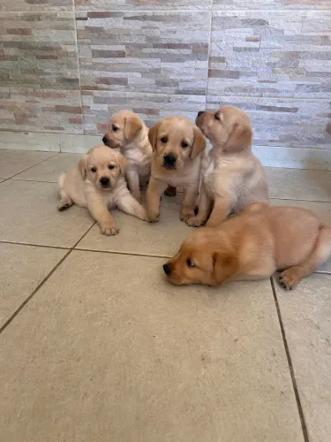 Vendo filhote de Golden Retriever com Labrador 