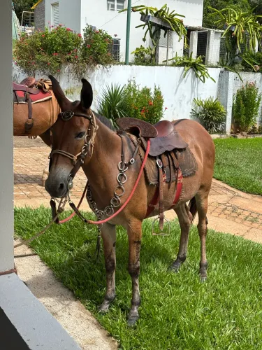 Mula de patrão 