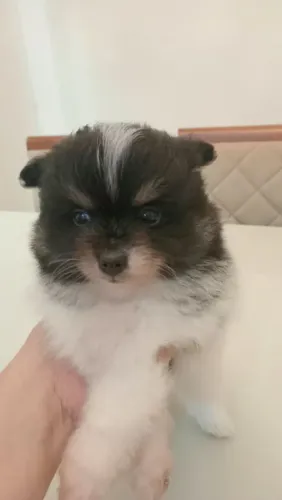 Lulu macho.
