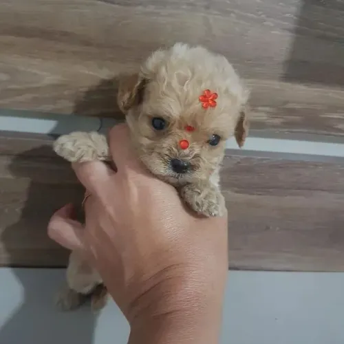 Poodle toy o menorzinho espera vc