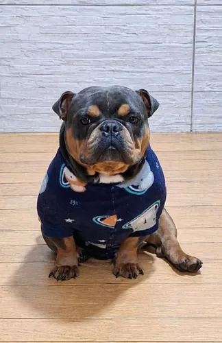 Cachorro american bully