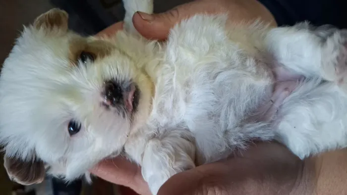 Lhasa  apso  femea 