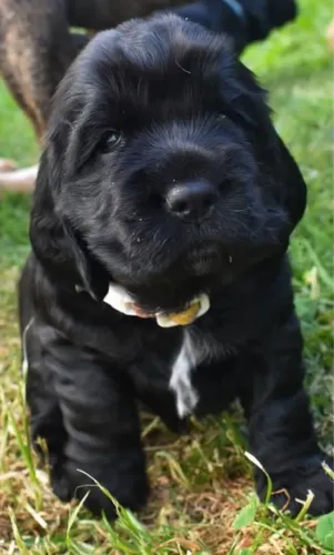 Cocker spaniel