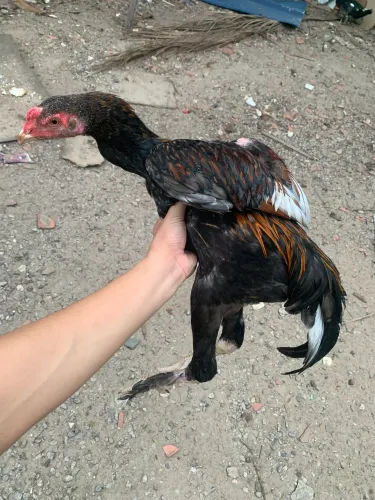 Frango indo