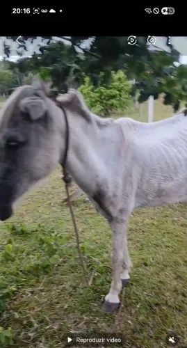 Égua da cor tordilha em média 5 a 6 anos dócil