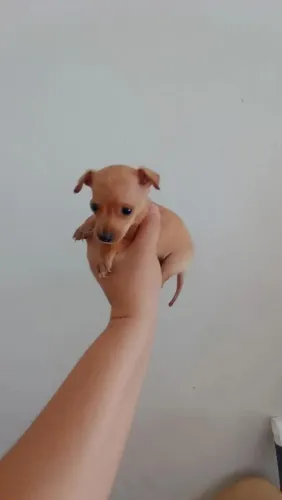 Pinscher zerinho macho