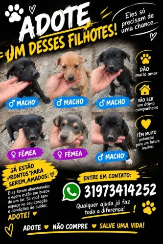 Doação de cachorrinhos filho
