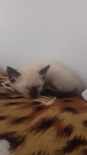 Doação de gatinha fêmea 