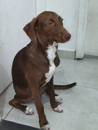 FILHOTE PARA DOAÇÃO
