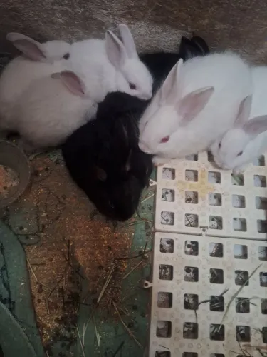 Coelhinhos 