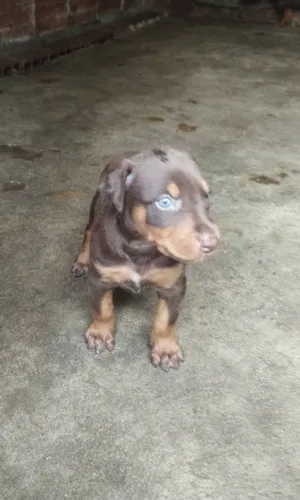 SUPER OPORTUNIDADE !! CACHORRO DOBERMAN ABAIXO DO PREÇO ,VEM CONFERIR