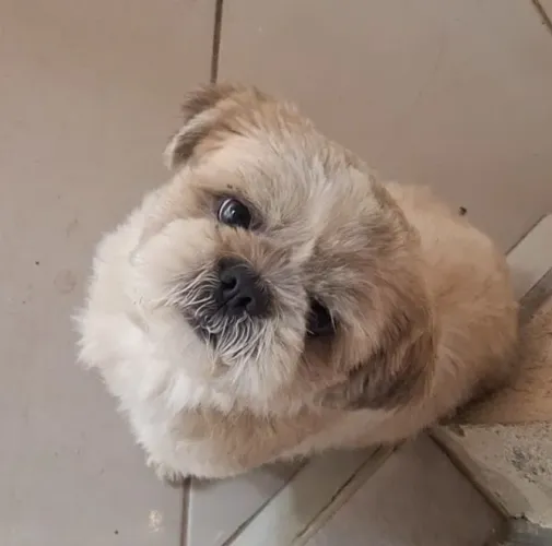 Shihtzu puro