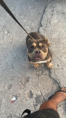 American Bully Tri Blue disponível para cobertura