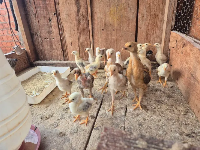 19 Pintinhos/Franguinhos Caipira
