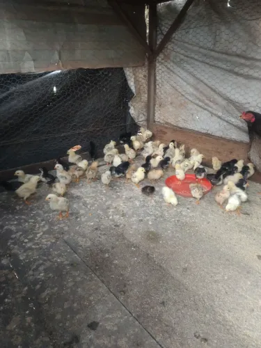 Pintinhos caipira