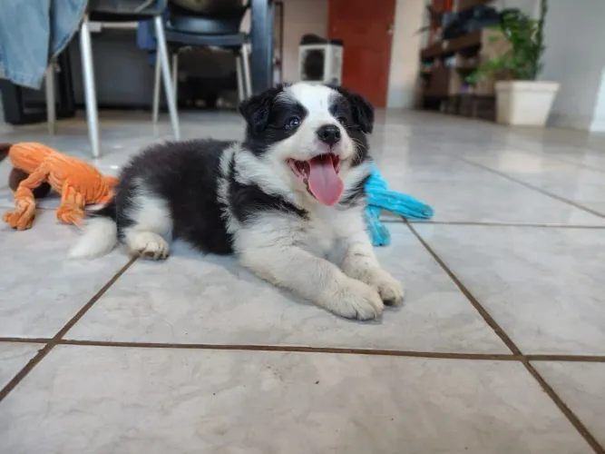 Filhote de Border Collie com pedigree CBKC