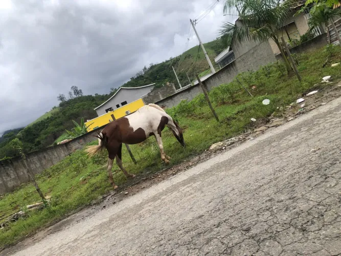 Vendo cavalo