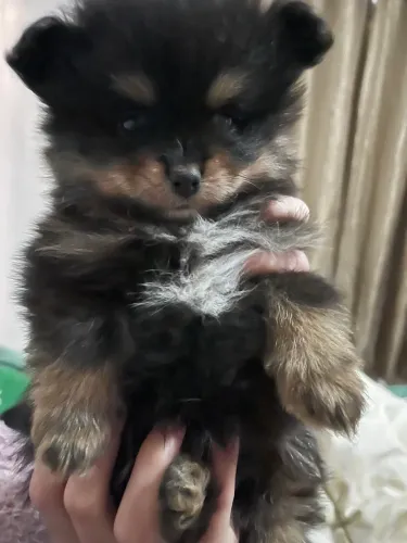Filhotes macho de Spitz alemão anão 