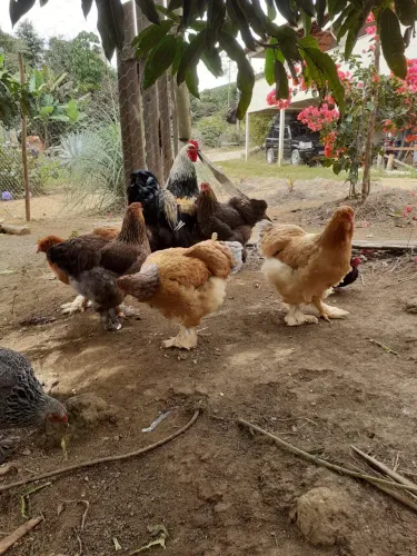 Casal Galinha Raça Brama