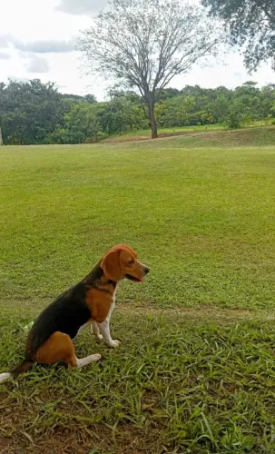 whatsapp * filhotes de beagles puros a vnd