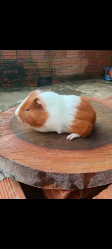 Porquinho da Índia filhote raça inglesa