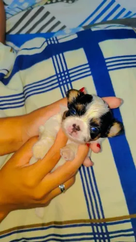 Filhote de Chihuahuas 