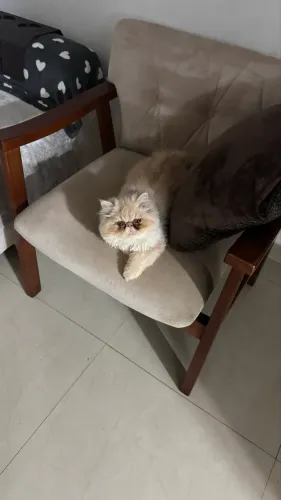 Persa