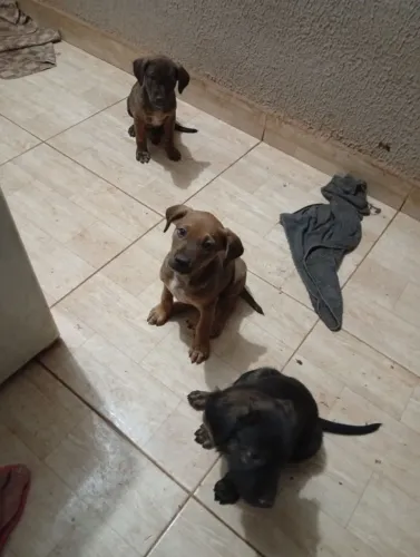 Adoção