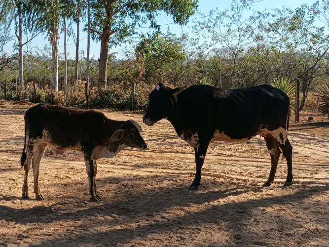 Vaca e bezerro 