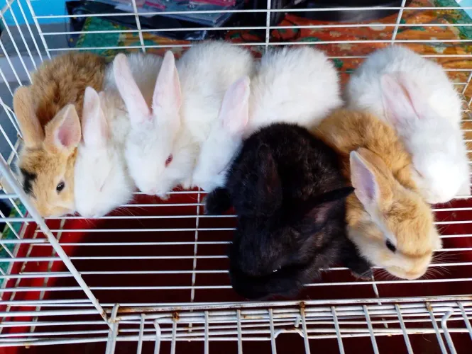 Coelhos