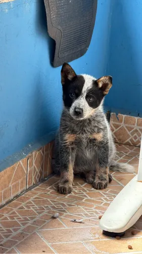 Blue heeler filhote 