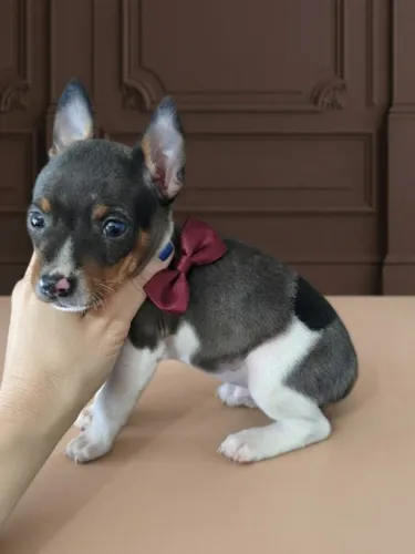 Pinscher Menino Lindo e Muito Carinhoso