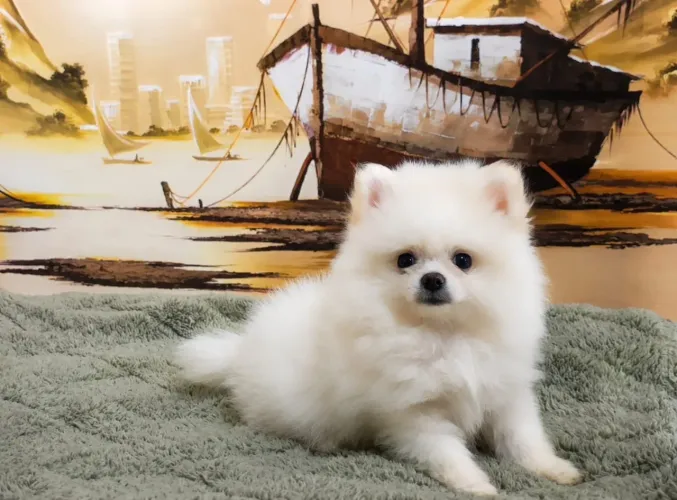 Spitz alemão anão