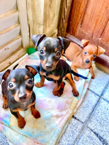 Pinscher - Filhotes vacinados com as duas doses da vacina V10