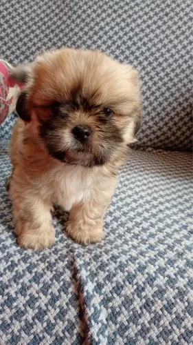 Cachorro