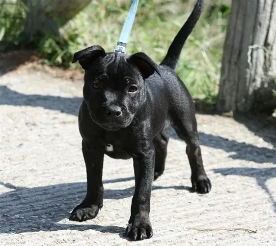 American Bully Filhotes Lindos na Cor Preto