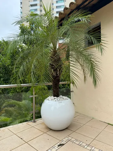 Vaso Geniale com planta 