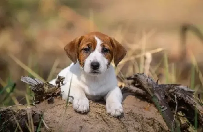 Filhotes de Jack Russell Pequeno, Ativos e Amorosos