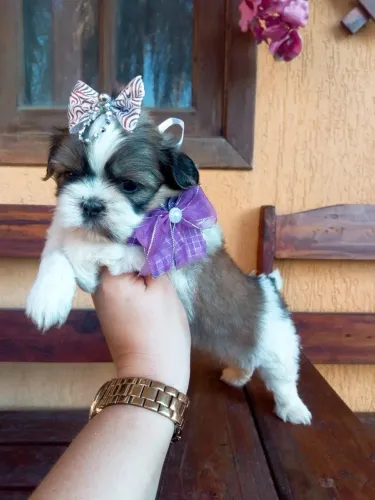 Filhote Shih Tzu várias cores