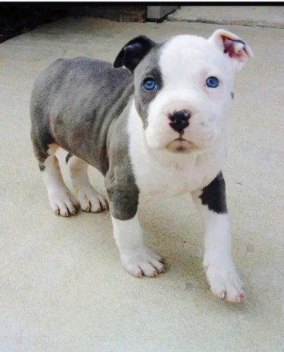 Pittbull filhotes muito dóceis 