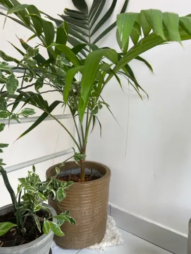 Palmeira Areca em vaso