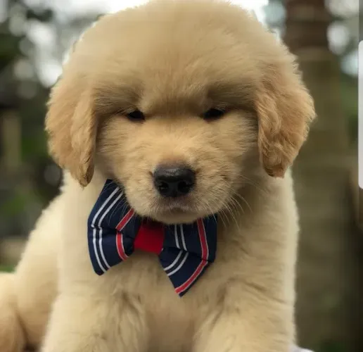 super golden 