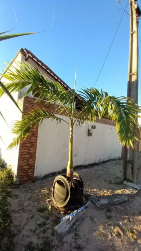 Palmeira em Pneu - Decore seu Jardim!
